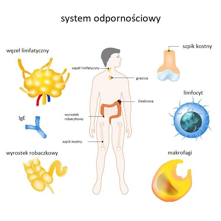 Infografika: system odpornościowy