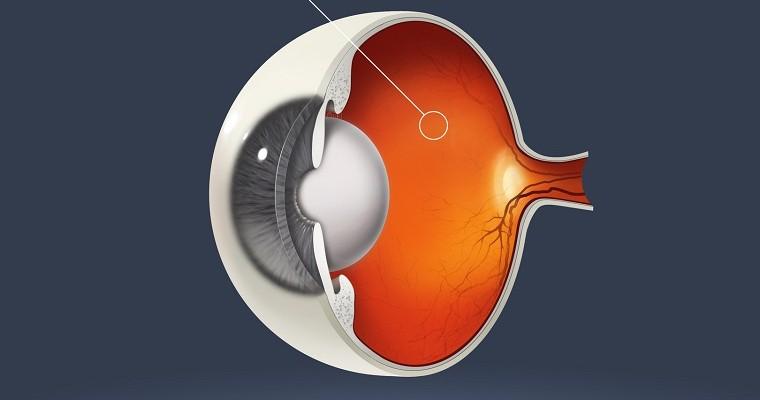 Schematyczny przekrój oka, ze wskazaniem, gdzie konkretnie znajduje się siatkówka (retina)