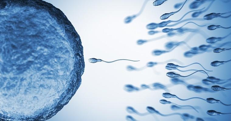 Jak powstaje sperma? 