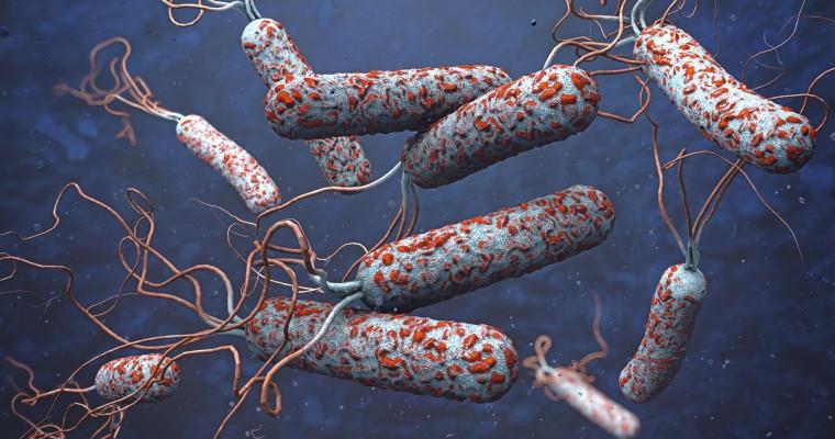 Czy grozi nam pandemia cholery? 