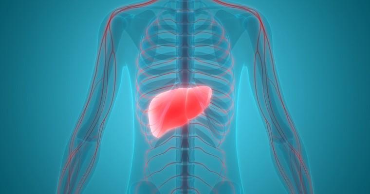 Wątroba w ludzkiej sylwetce-multimedialny obraz