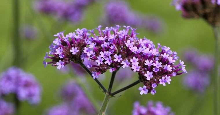 Verbena - ziele werbeny, kwiaty werbeny. 