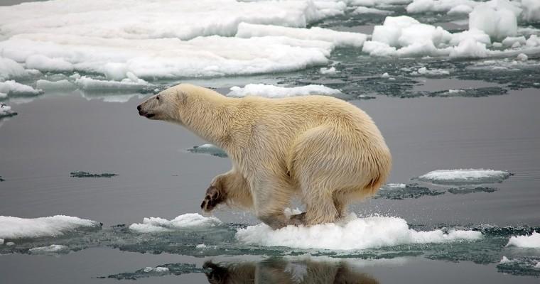 Niedźwiedź polarny na topniejącej bryle lodu. 