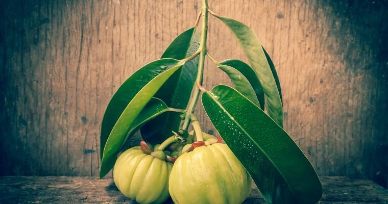 garcinia cambogia