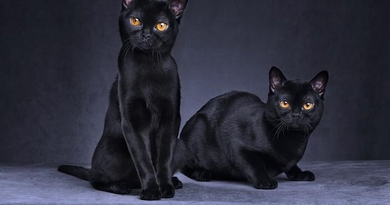 Dwa czarne koty na ciemnym tle. 