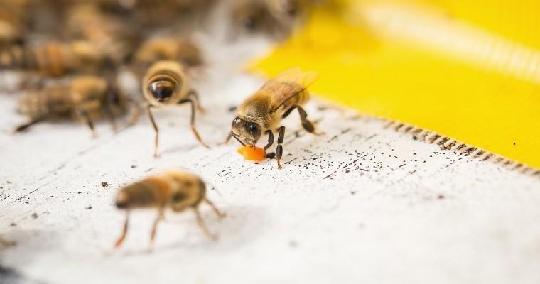 Pszczoły, jad pszczeli.