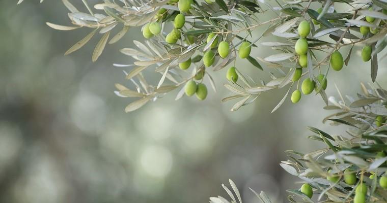 drzewo oliwne 