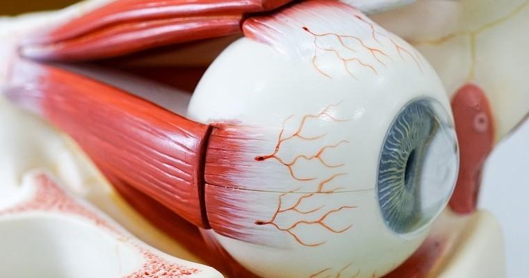 Anatomiczna budowa ludzkiego oka. 