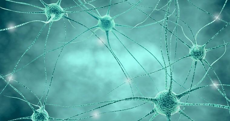  Ludzki układ nerwowy. Komórki nerwowe z synapsami