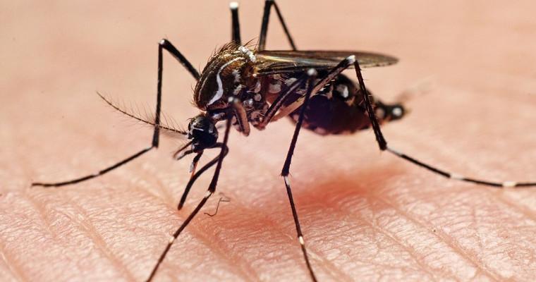 Przybywa chorych na dengę 