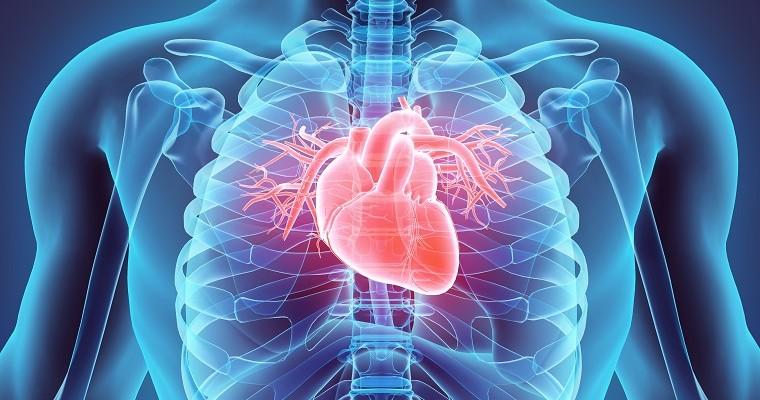 Przekrój klatki piersiowej z wyróżnionym na czerwono sercem