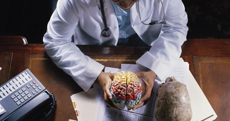 Lekarz, który trzyma model mózgu 