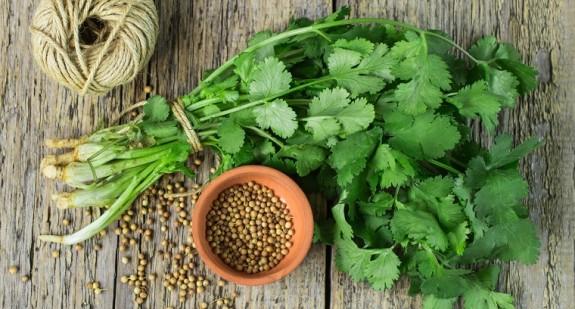 Kolendra – właściwości lecznicze i zastosowanie zioła w kuchni