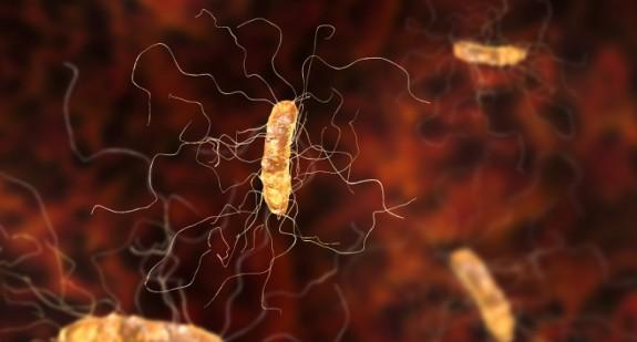 Zakażenie Clostridium difficile – leczenie, diagnostyka i profilaktyka