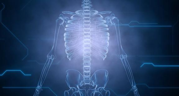 Szkielet – układ kostny człowieka. Budowa i funkcje