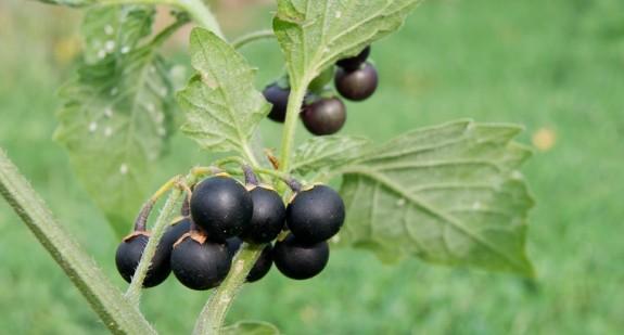 Wilcze jagody – jak wyglądają i jak je odróżnić od innych krzewów? Objawy zatrucia