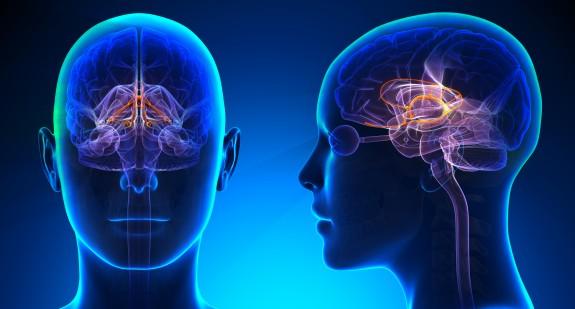 Neuroprzekaźniki – rola w obwodowym układzie nerwowym i w mózgu