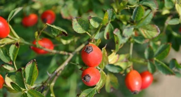 Dzika róża – numer jeden w naturalnym wzmacnianiu odporności