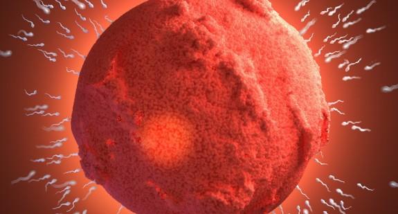 Komórka jajowa: gdzie powstaje i ile może przeżyć?