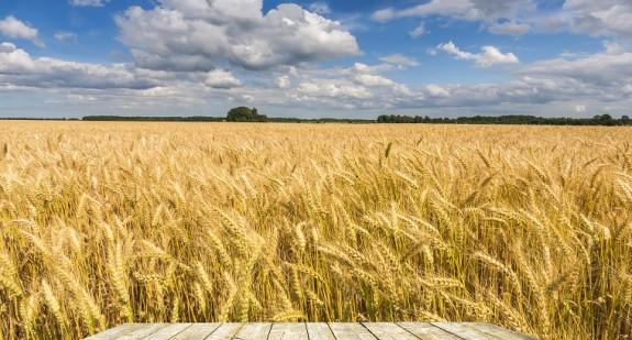 Co to jest pszenica durum? Wartości odżywcze i właściwości prozdrowotne pszenicy durum