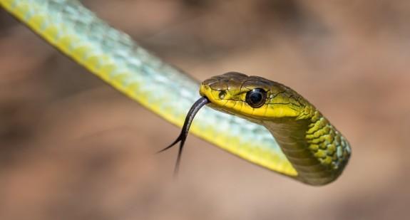 Ofidiofobia – przyczyny, objawy i leczenie lęku przed wężami