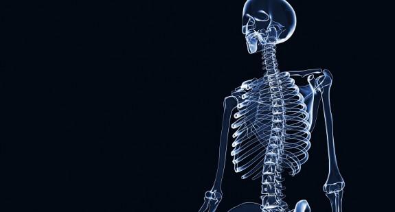 Układ kostny człowieka – anatomia, funkcje i choroby układu ruchu