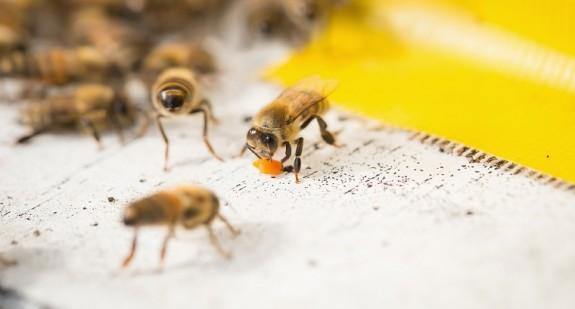 Jad pszczeli – właściwości i działanie. Apitoksynoterapia – na czym polega? Wskazania