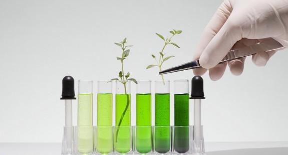 WHO dała zielone światło dla testowania ziołowych leków na COVID-19