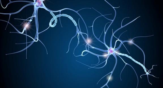 Somatyczny układ nerwowy – budowa i czynność 