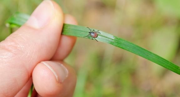 Erlichioza u ludzi – choroba rzadko rozpoznawana, o ostrym przebiegu i poważnych powikłaniach