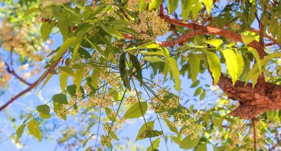 Miodla indyjska, czyli drzewo neem – właściwości i zastosowanie