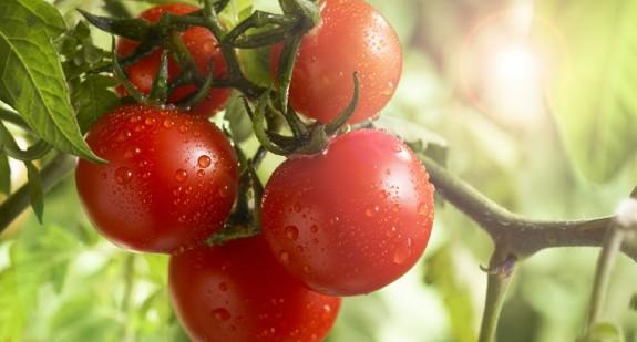 Alergia na pomidory czy na środki, którymi są pryskane? Jakie są objawy uczulenia?