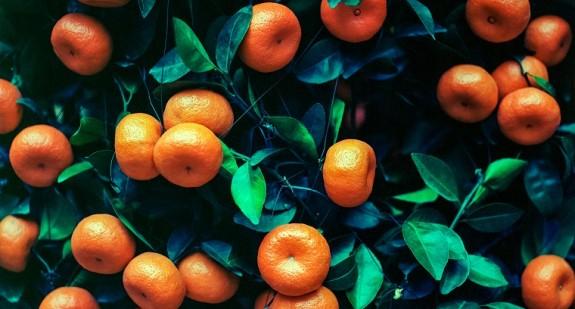 Mandarynki – odmiany, wartości odżywcze, właściwości zdrowotne