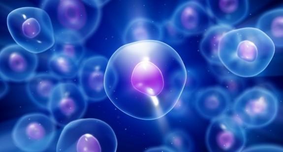 Spermatogeneza i oogeneza – schemat i przebieg