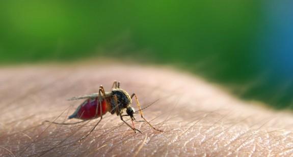 To choroba przenoszona przez komary. Mało się o niej mówi, chociaż jest uciążliwa dla ludzi i zwierząt