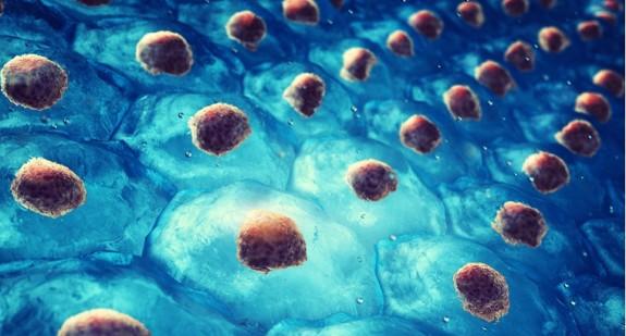 Co to są komórki macierzyste? Skąd się je pobiera i jakie mają zastosowanie?