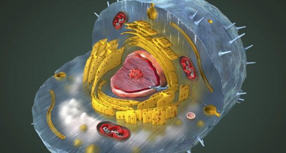 Uszkodzenia w organizmie po COVID-19. Co mówią na ten temat mitochondria?