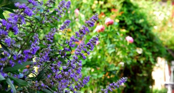 Niepokalanek mnisi (vitex agnus castus) – właściwości lecznicze, stosowanie, przeciwwskazania i skutki uboczne kuracji