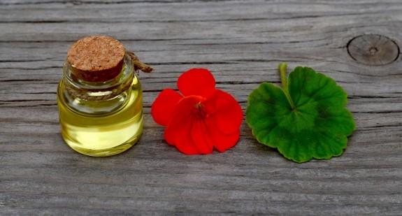 Olejek geraniowy – wspaniałe właściwości olejku z geranium