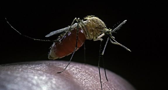 Czy komary przenoszą koronawirusa SARS-CoV-2? 