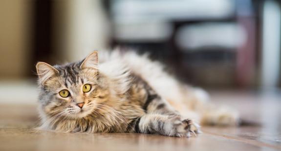 Tajemnicza choroba kotów. Co ją wywołuje? 