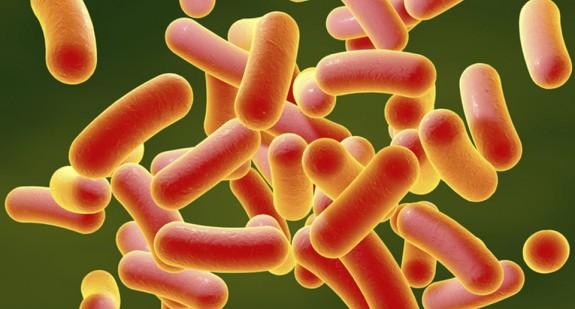 Salmonella – jak wygląda leczenie choroby? Jak długo trwa?